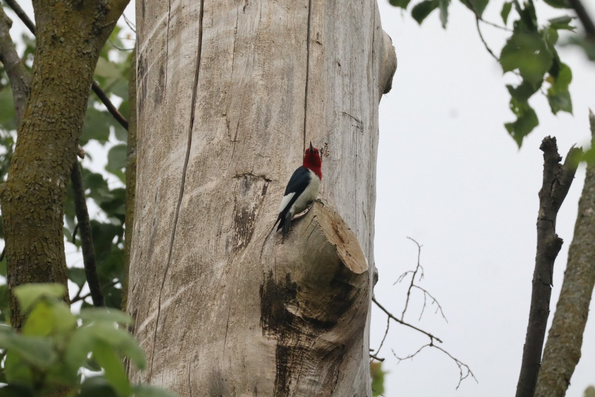 Red-headed Woodpecker - ML637662908