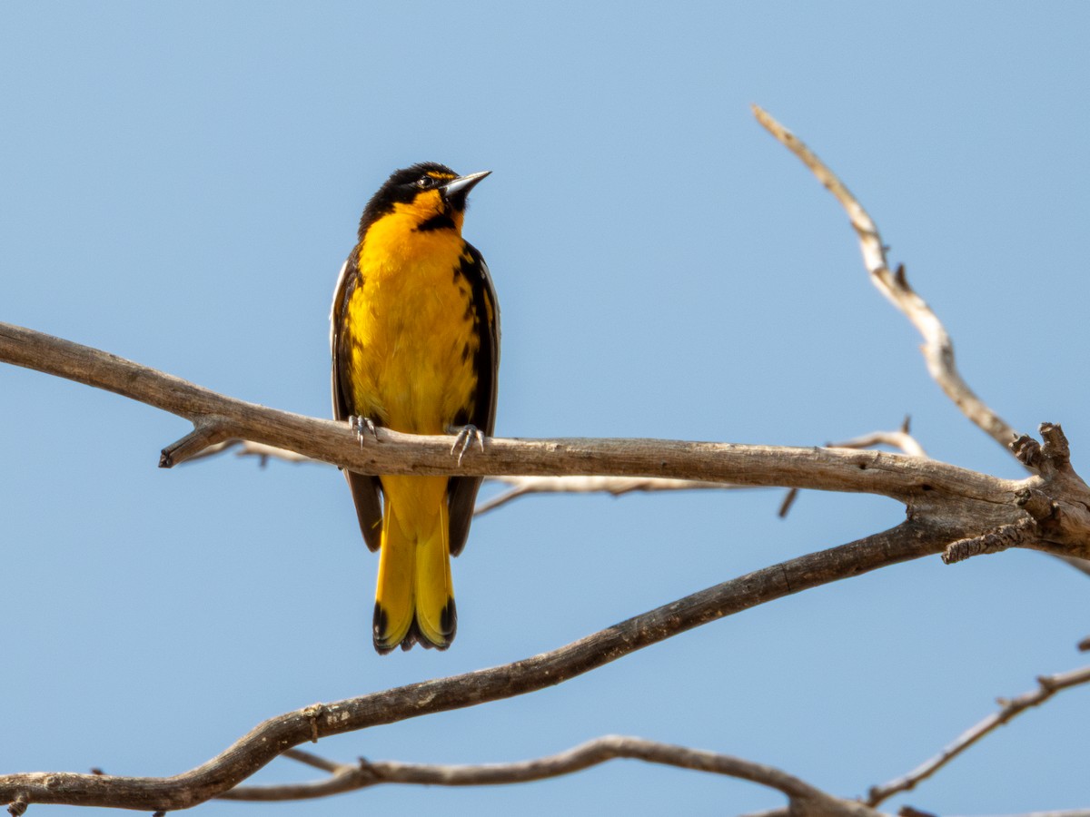 Black-backed Oriole - ML637662913
