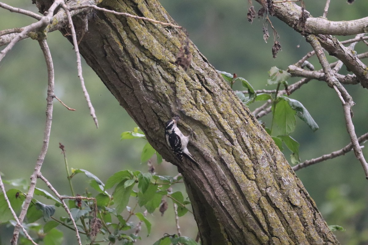 Downy Woodpecker - ML637662917