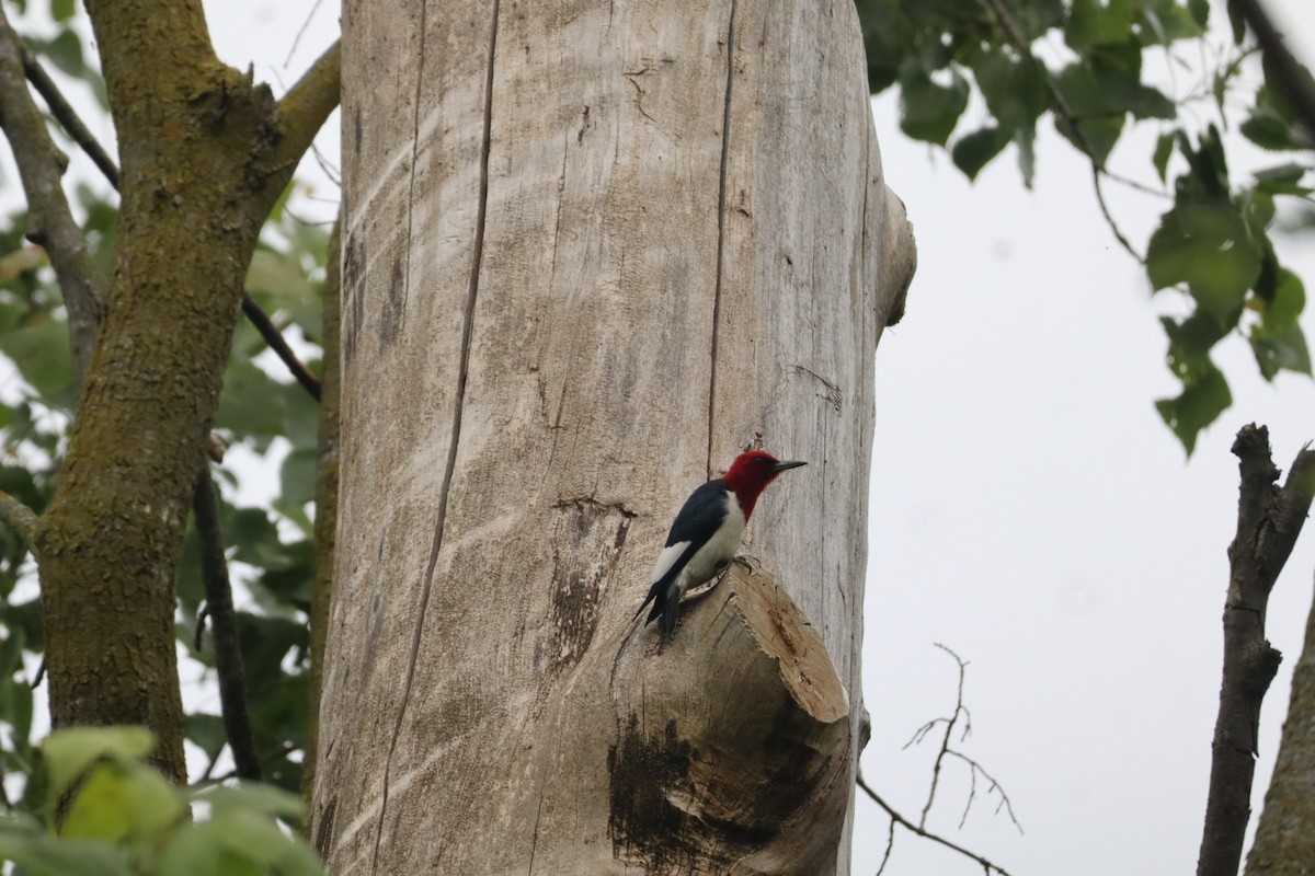 Red-headed Woodpecker - ML637662922