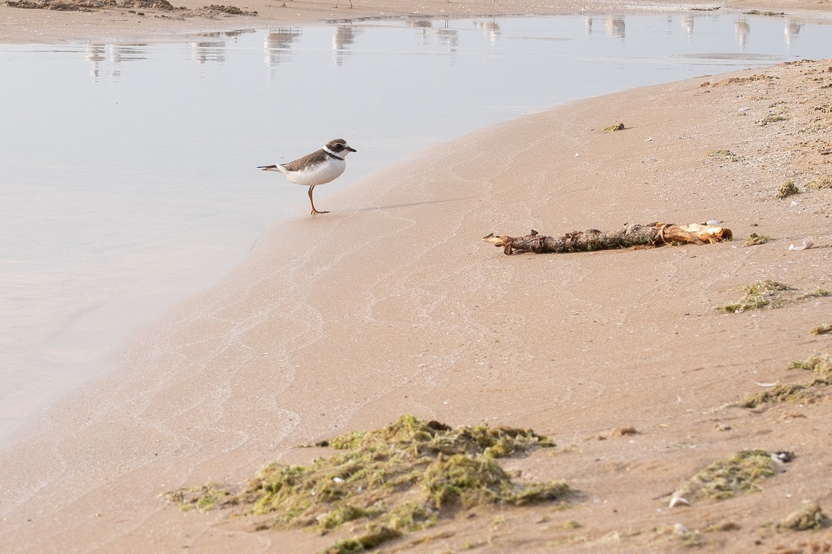 Semipalmated Plover - ML637662997