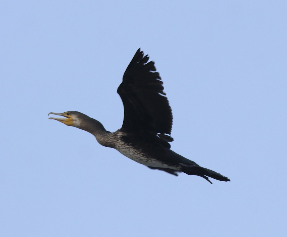 Cormorano - ML637663010
