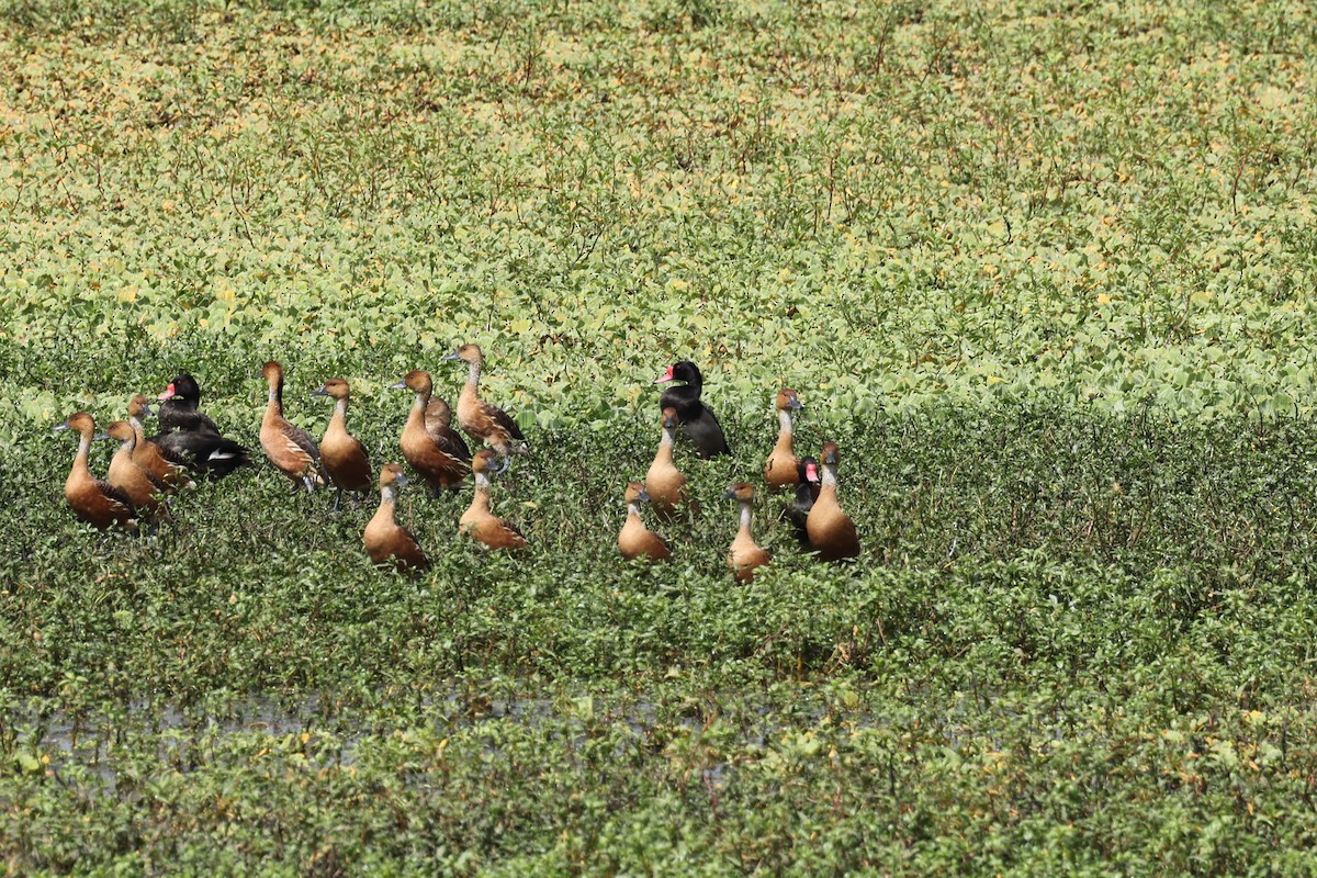 Rosy-billed Pochard - ML637663095