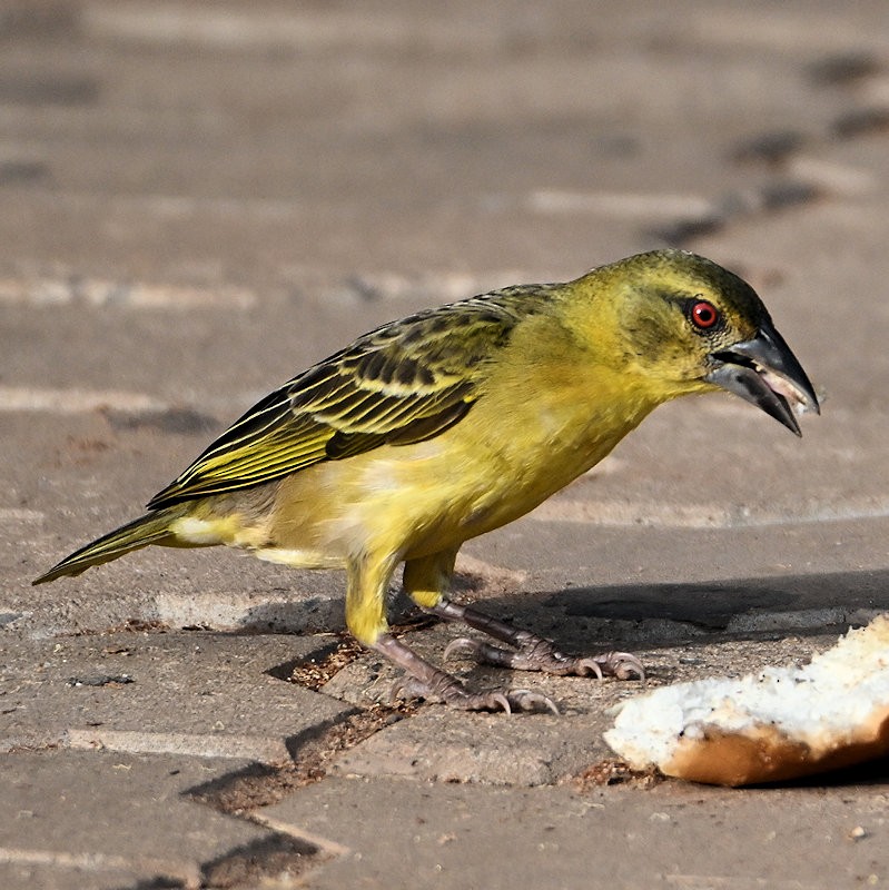 Village Weaver - ML637663104