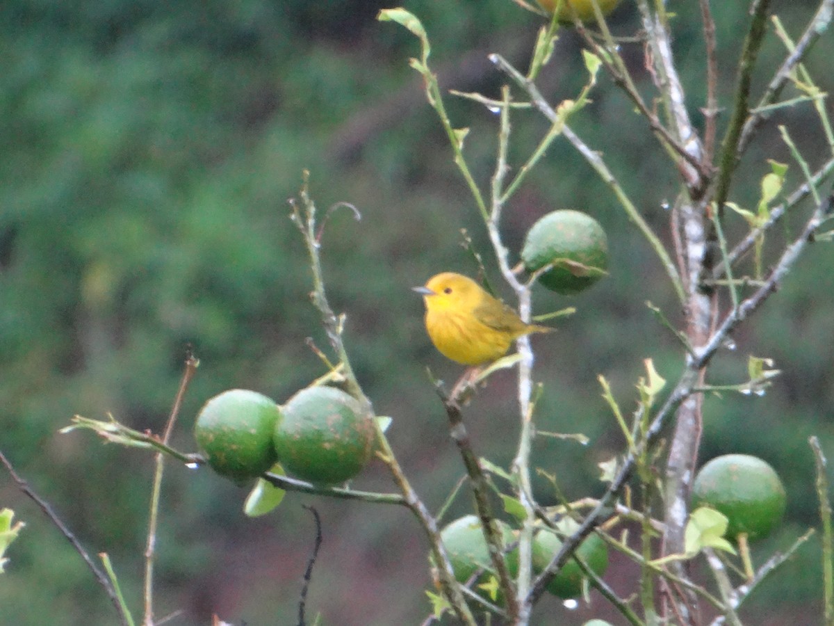 Yellow Warbler - Ariel  Salinas