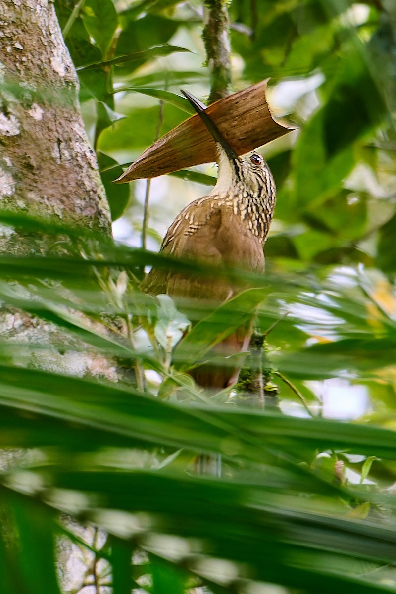 White-throated Woodcreeper - ML637663111