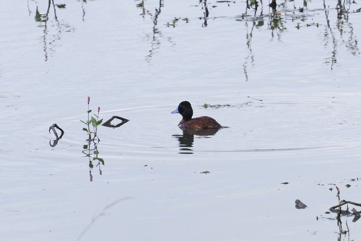 Lake Duck - ML637663129