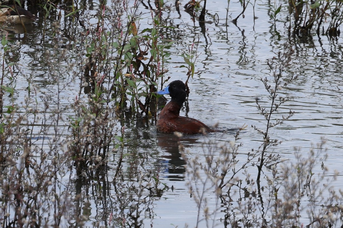 Lake Duck - ML637663130