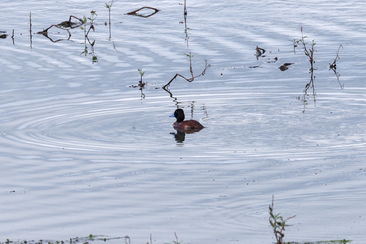Lake Duck - ML637663131