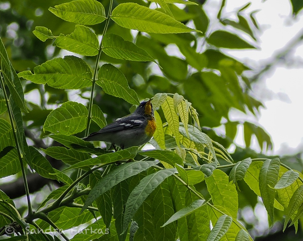 Northern Parula - ML637663138