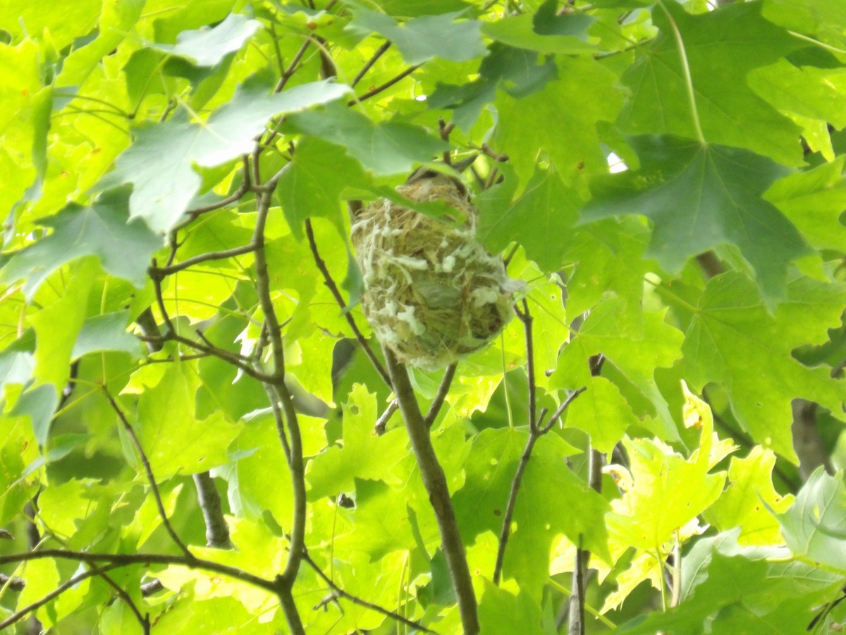 Red-eyed Vireo - ML637663139