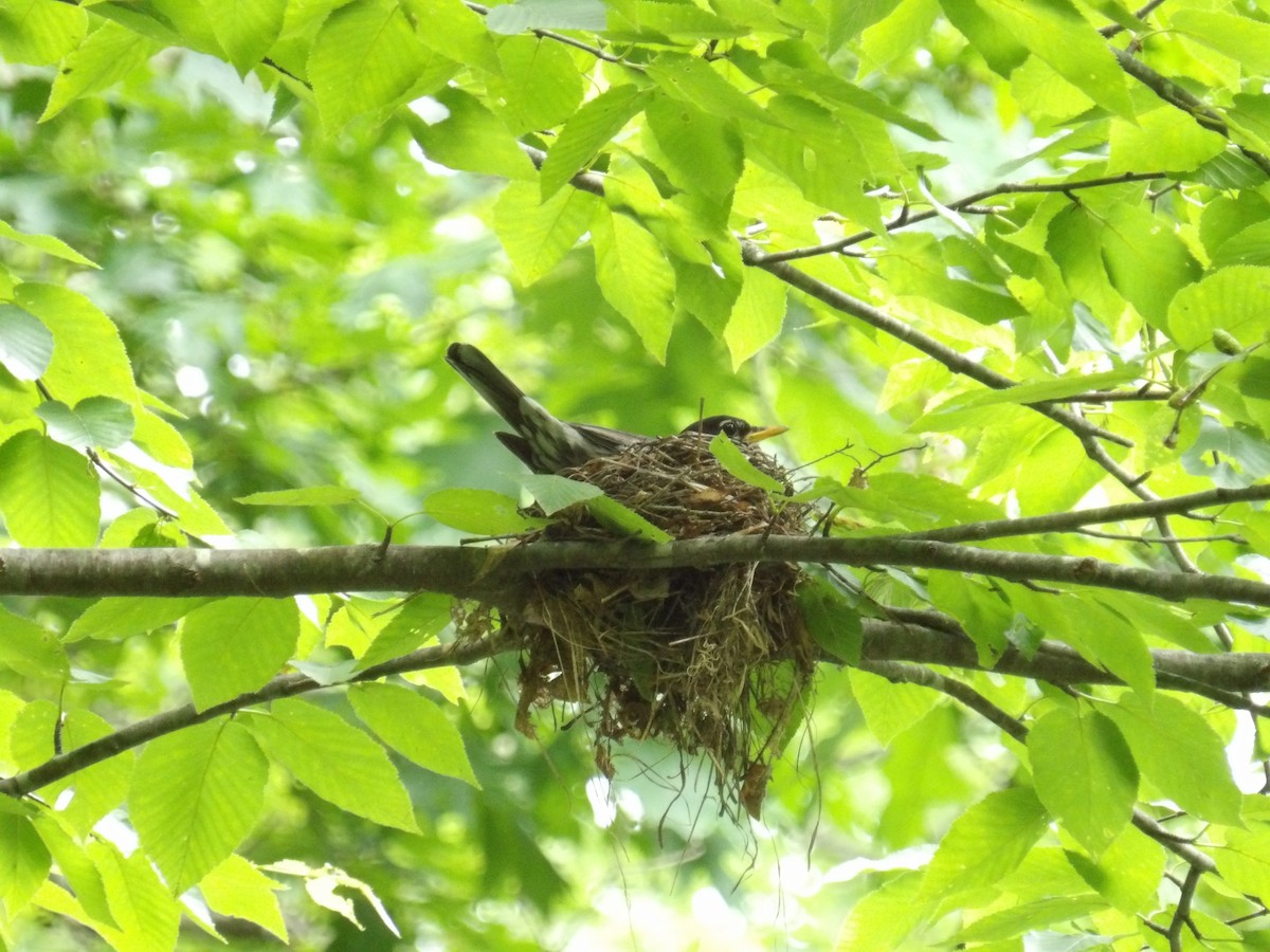 American Robin - ML637663143