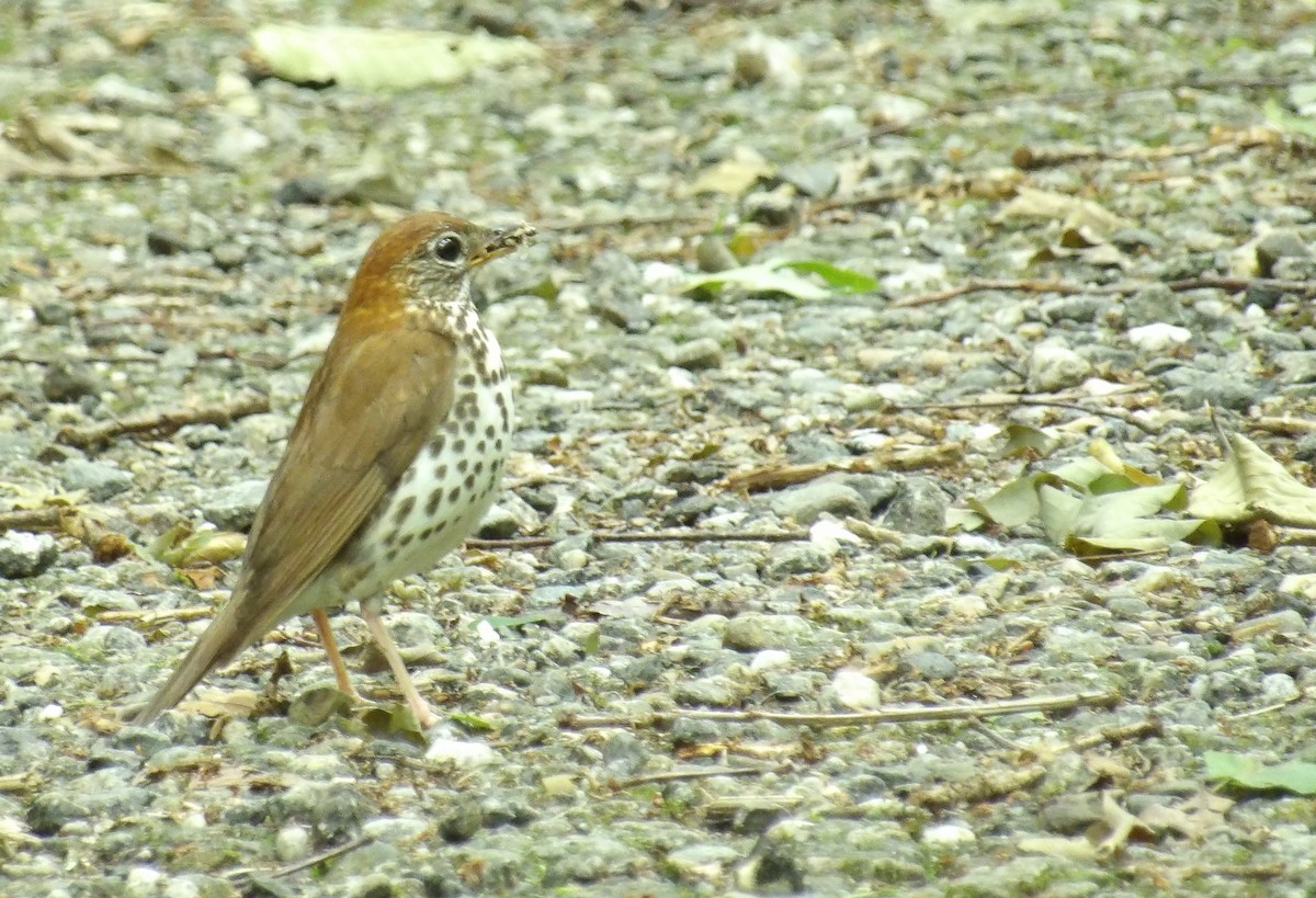 Wood Thrush - ML637663146