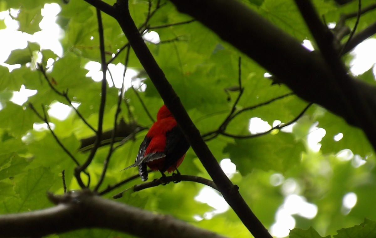 Scarlet Tanager - ML637663167