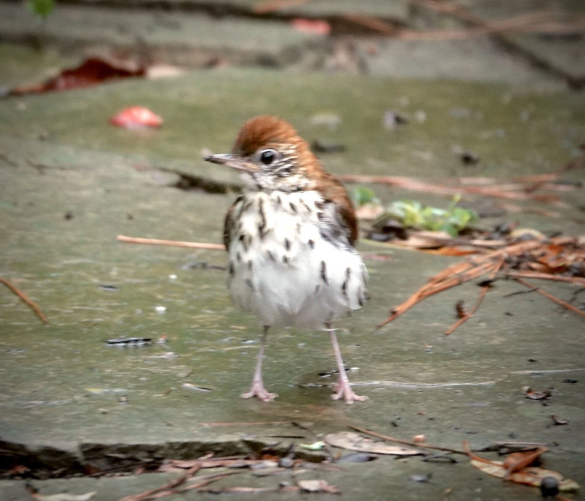 drozd rezavohlavý - ML637663249