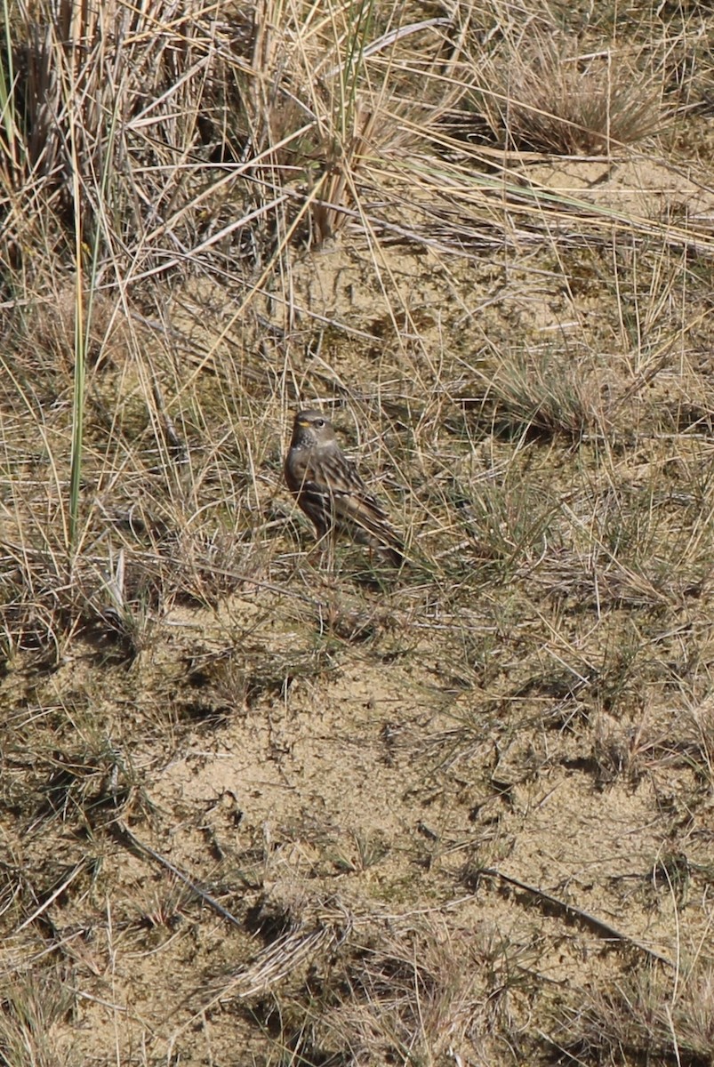Alpine Accentor - ML637663273