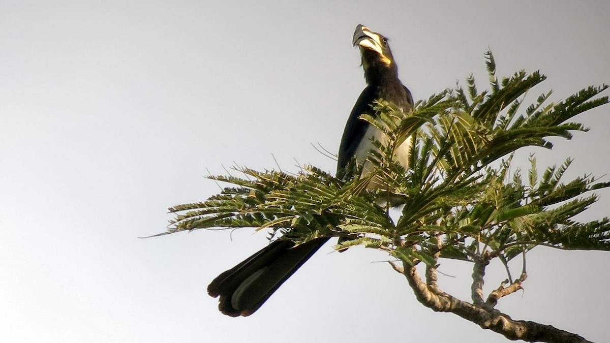 West African Pied Hornbill - ML637663306