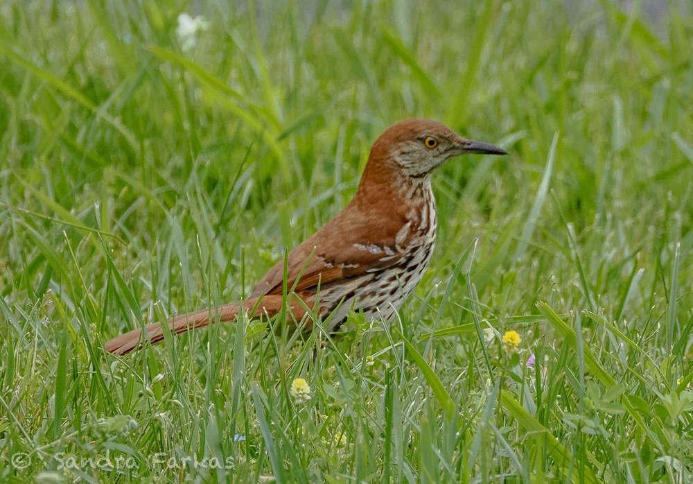 Brown Thrasher - ML637663327