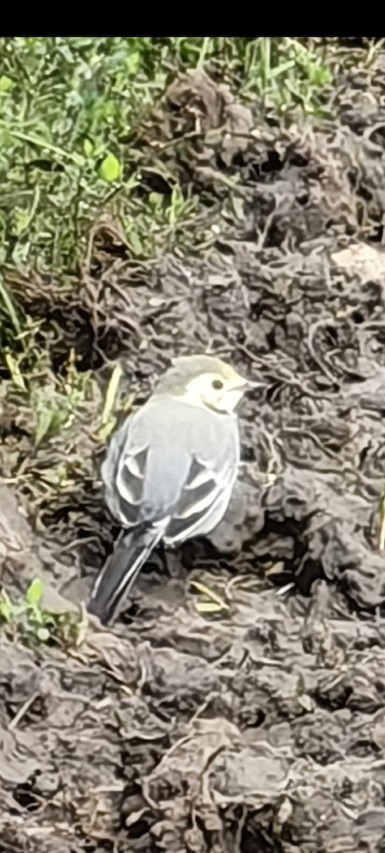 White Wagtail - ML637663392