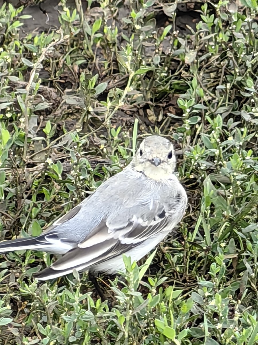 White Wagtail - ML637663393