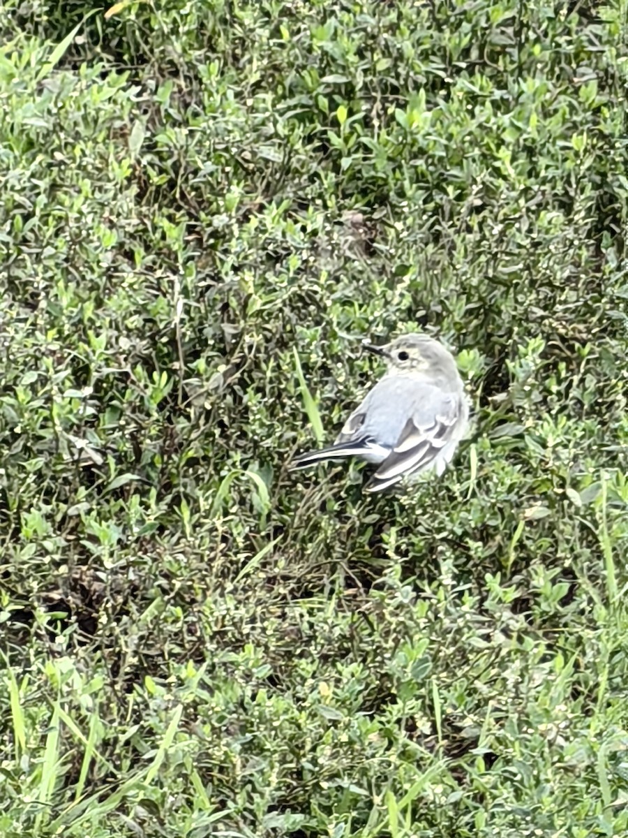White Wagtail - ML637663394