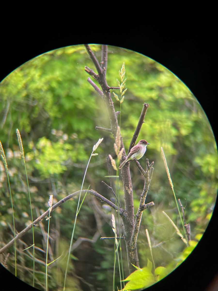 Eastern Phoebe - ML637663407