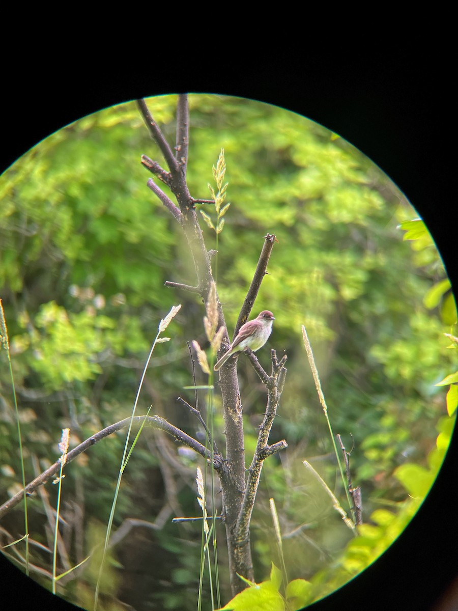 Eastern Phoebe - ML637663408