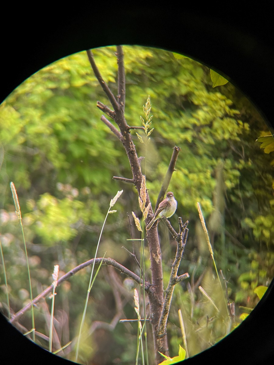 Eastern Phoebe - ML637663409