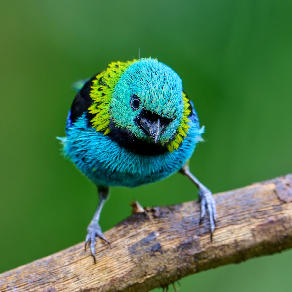 Green-headed Tanager - ML637663465