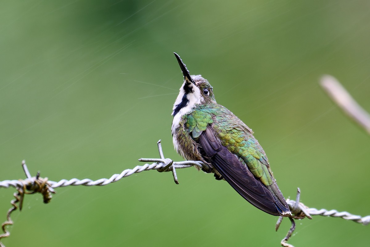 Black-throated Mango - ML637663469
