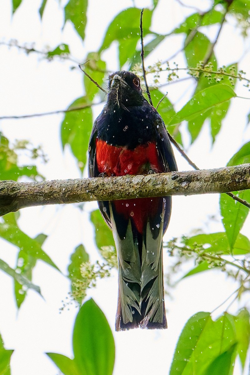 Surucua Trogon (Red-bellied) - ML637663480