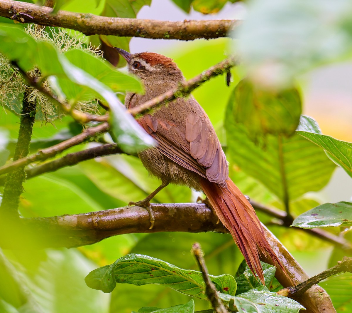 Pallid Spinetail - ML637663483