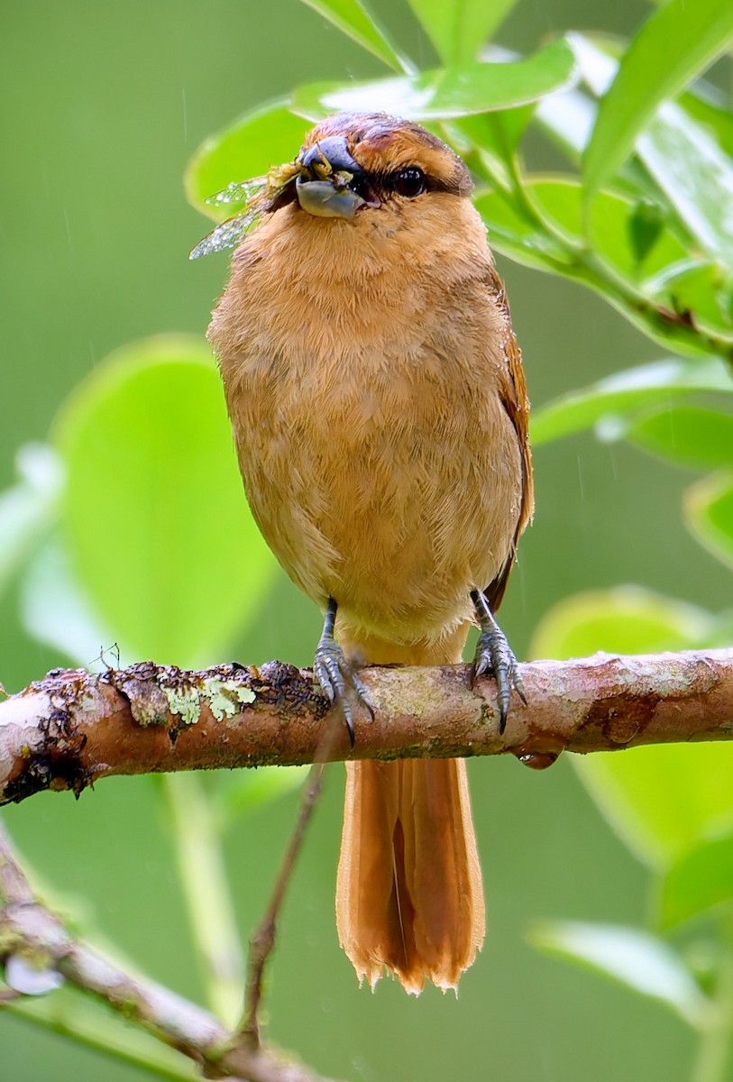 Brown Tanager - ML637663554