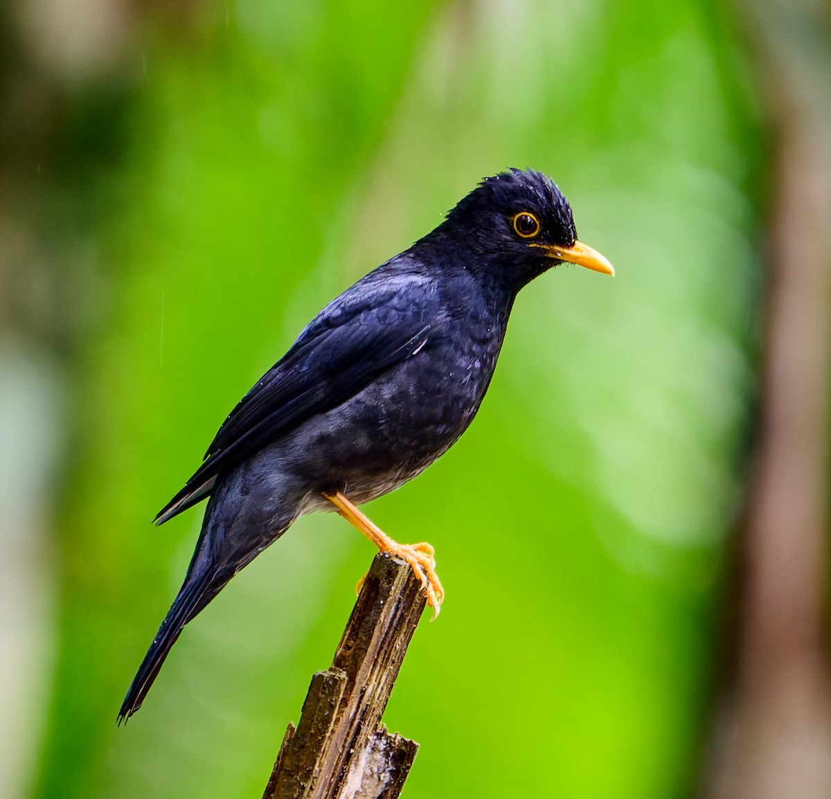 Yellow-legged Thrush - ML637663561