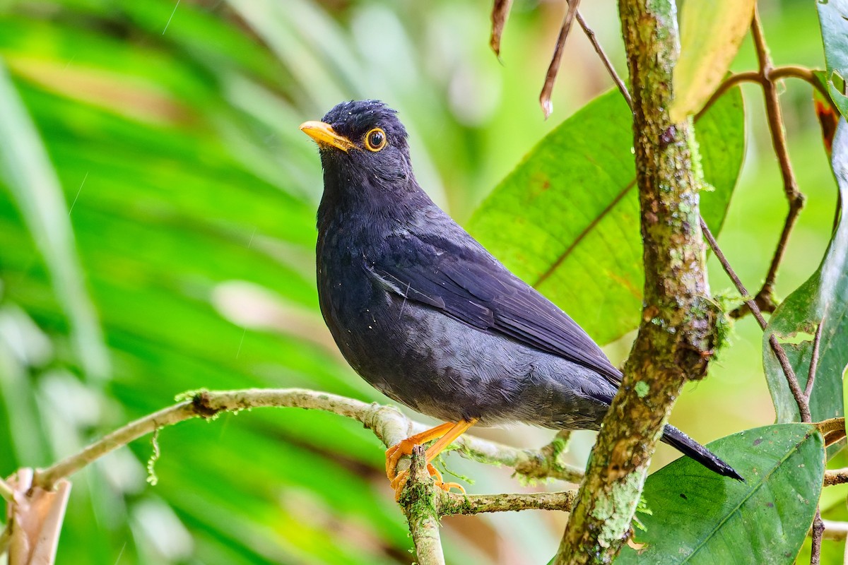 Yellow-legged Thrush - ML637663562
