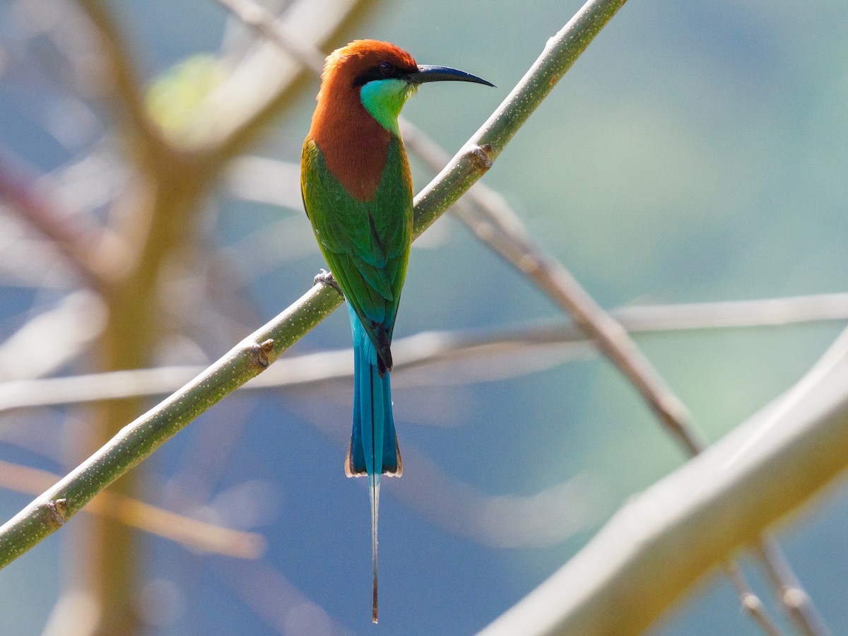 Rufous-crowned Bee-eater - ML637663604