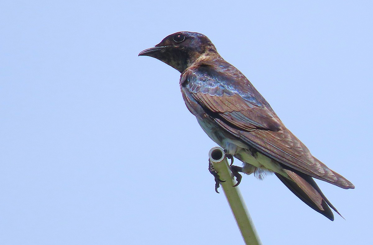 Purple Martin - ML637663610