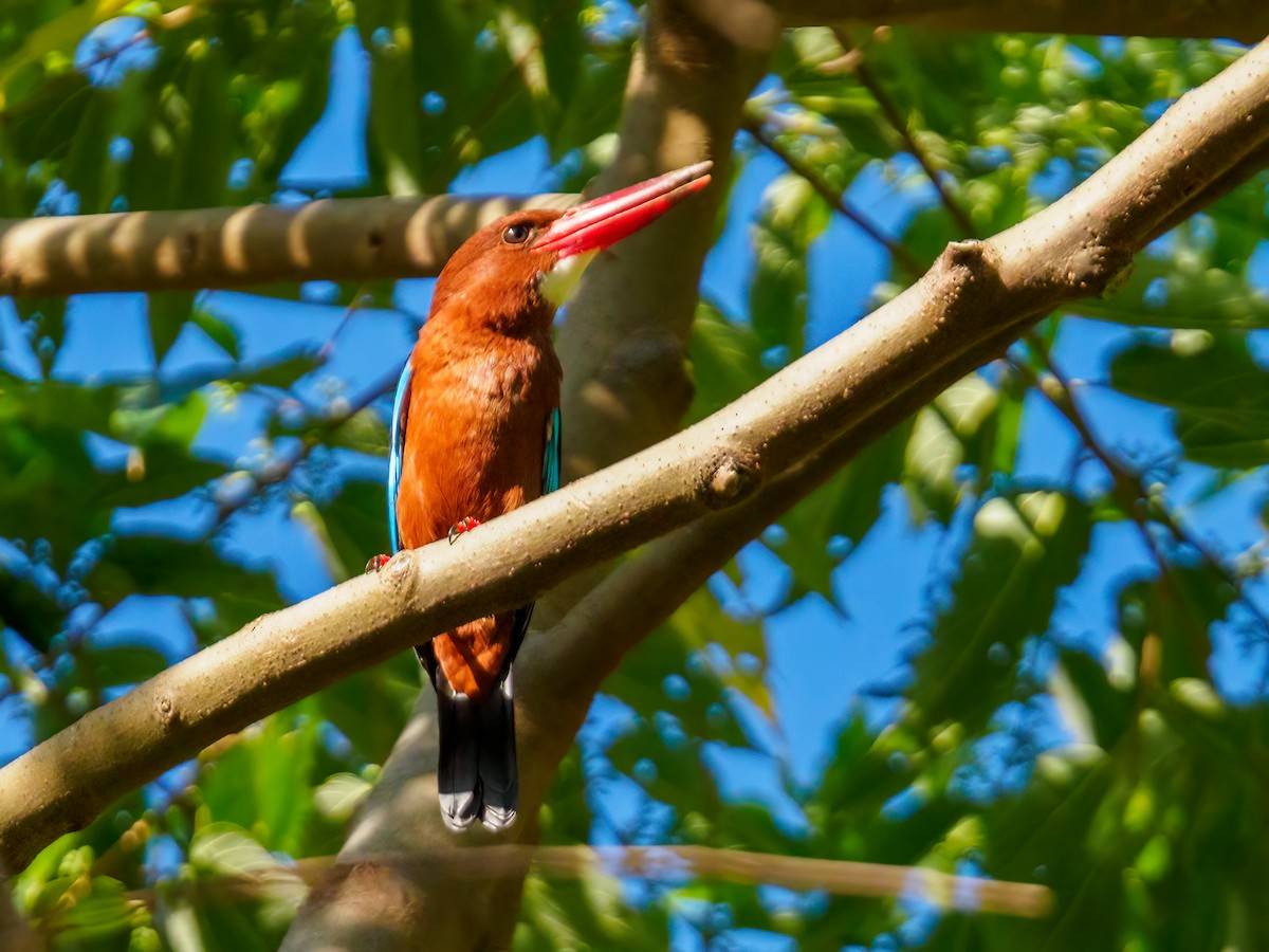 Brown-breasted Kingfisher - ML637663687