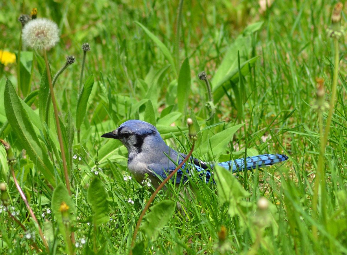 Blue Jay - ML637663689