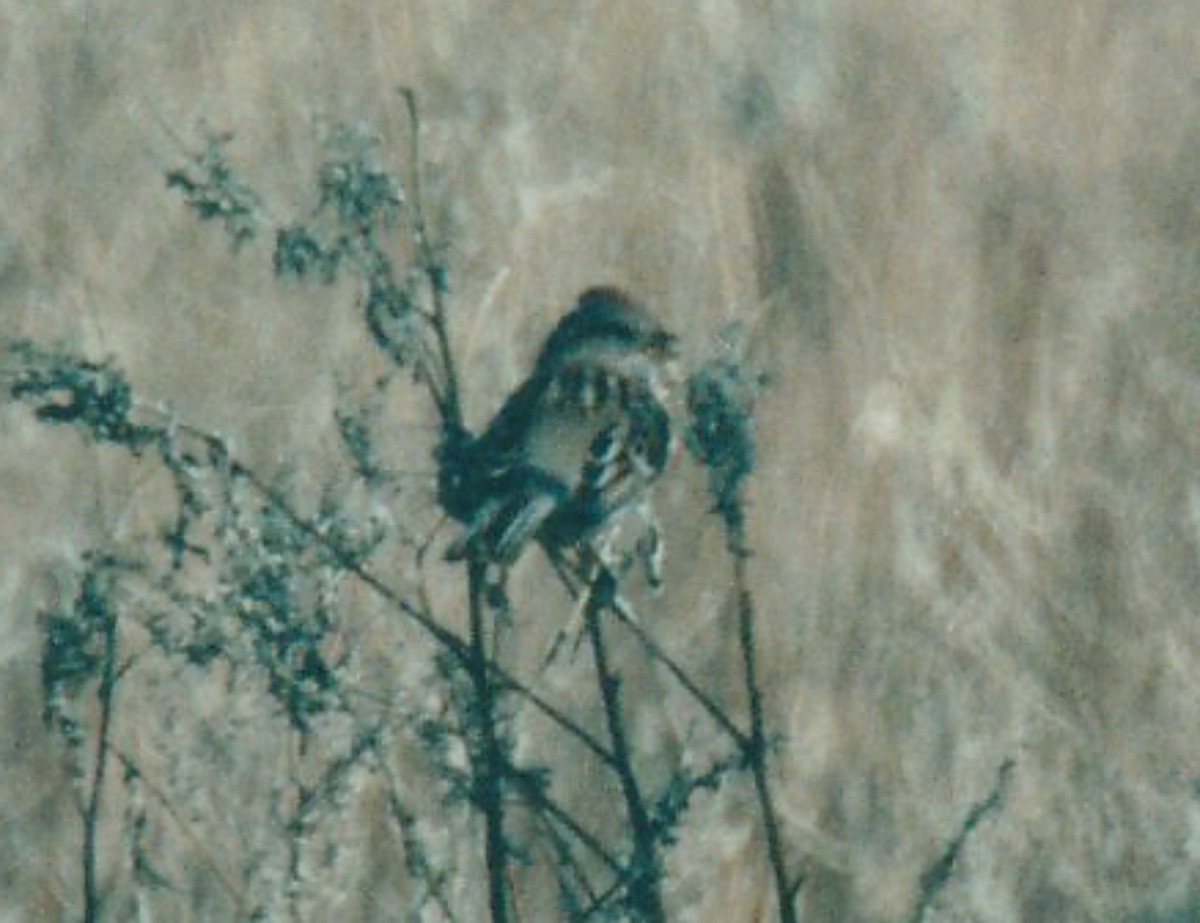Baumammer - ML637663746