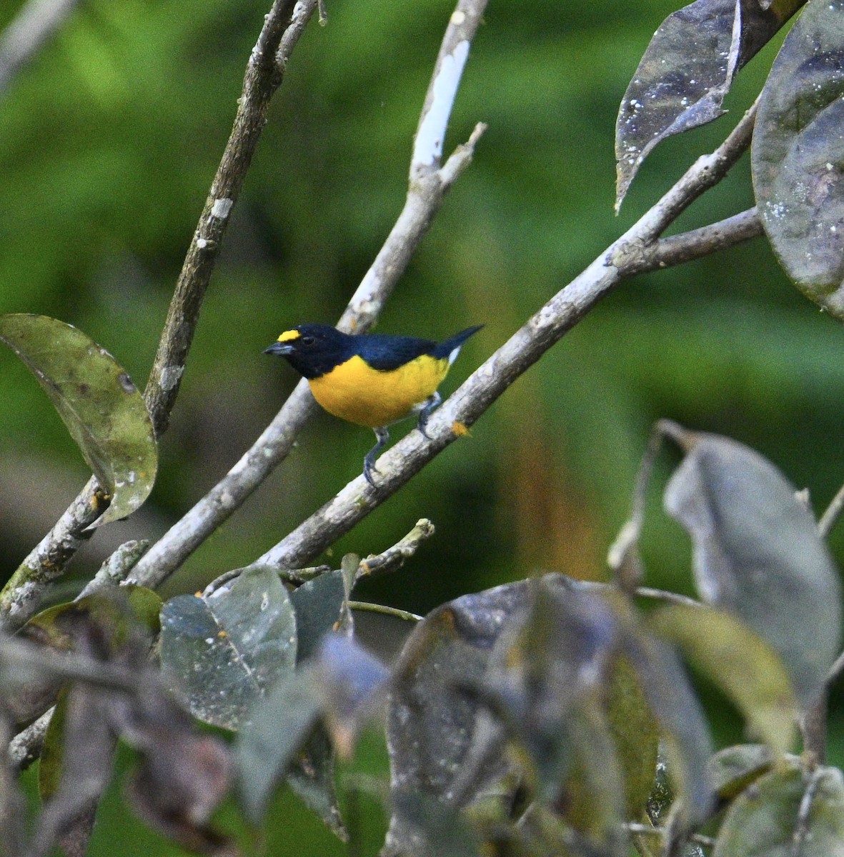 White-vented Euphonia - ML637663754