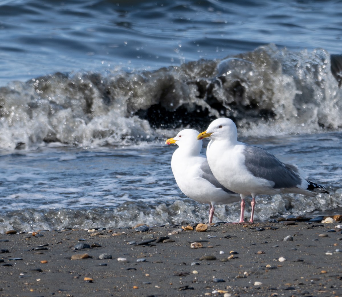 Vega Gull - ML637663803