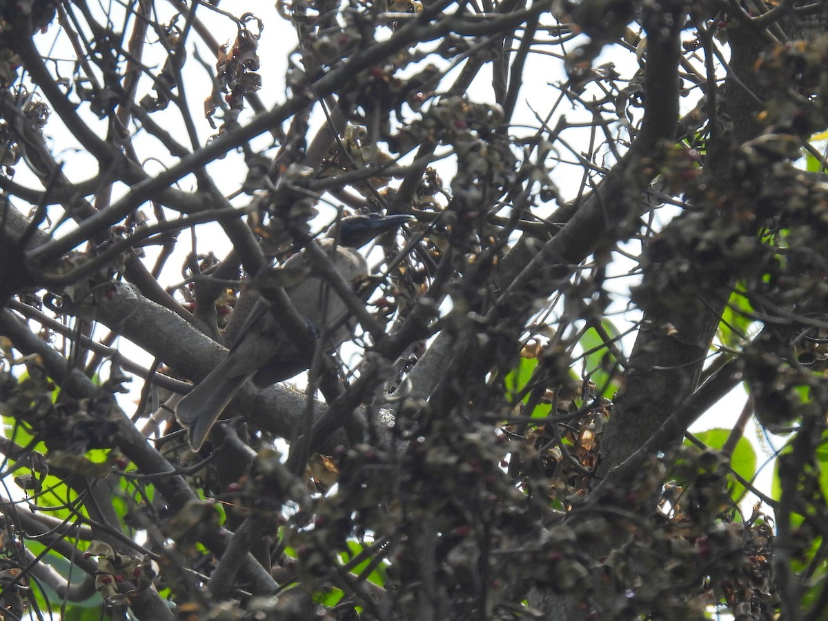 Helmeted Friarbird - ML637663827