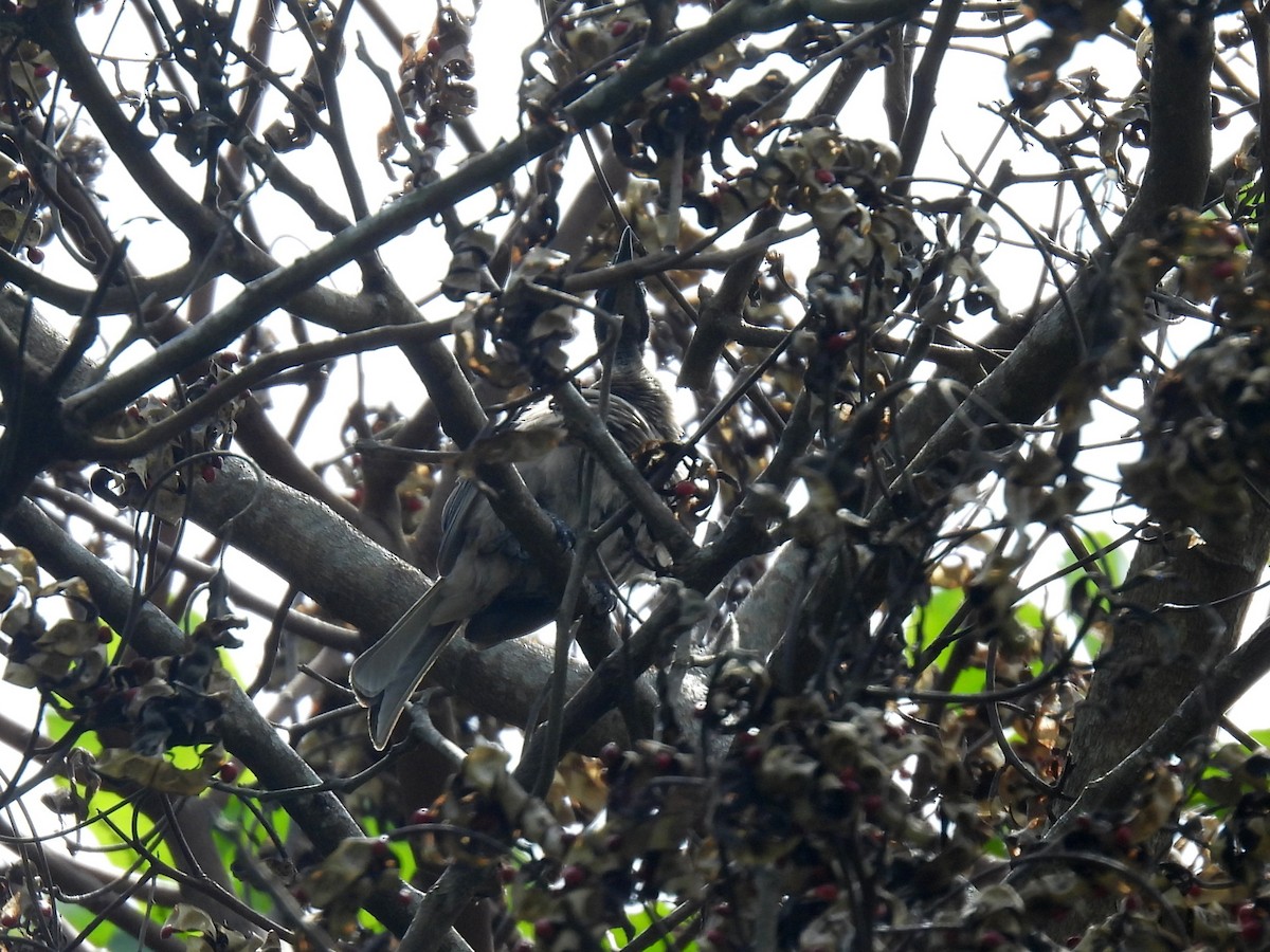 Helmeted Friarbird - ML637663828