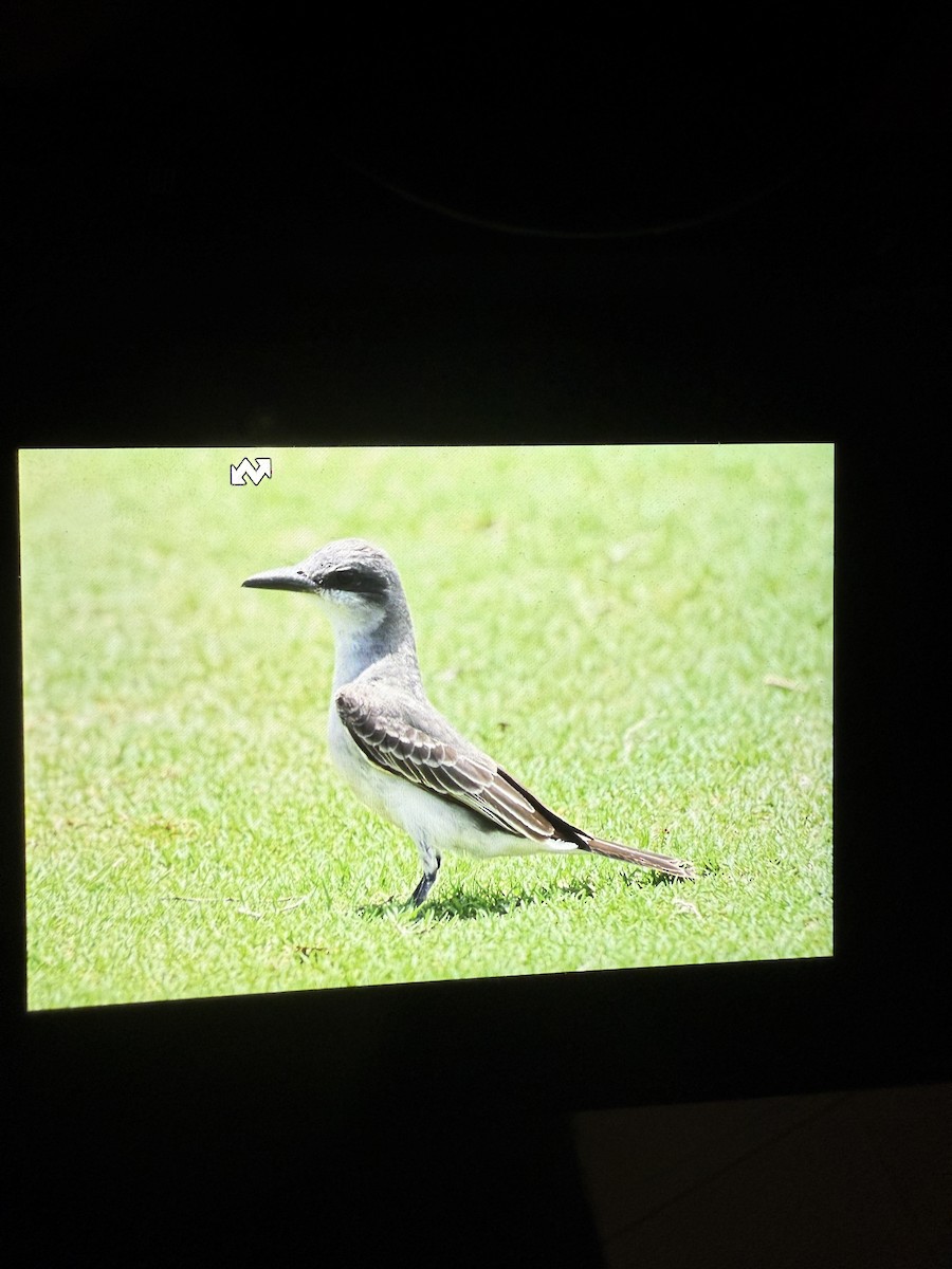 Gray Kingbird - ML637663881