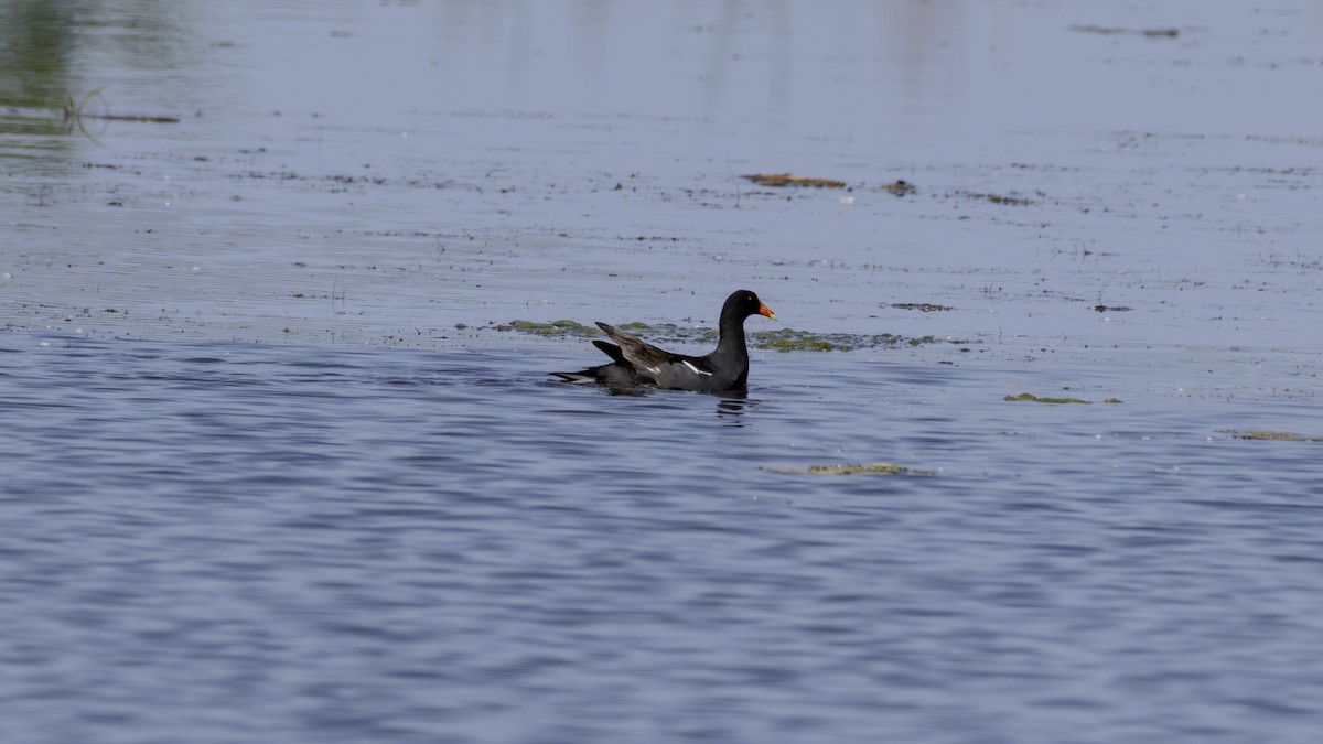 Common Gallinule - ML637663921