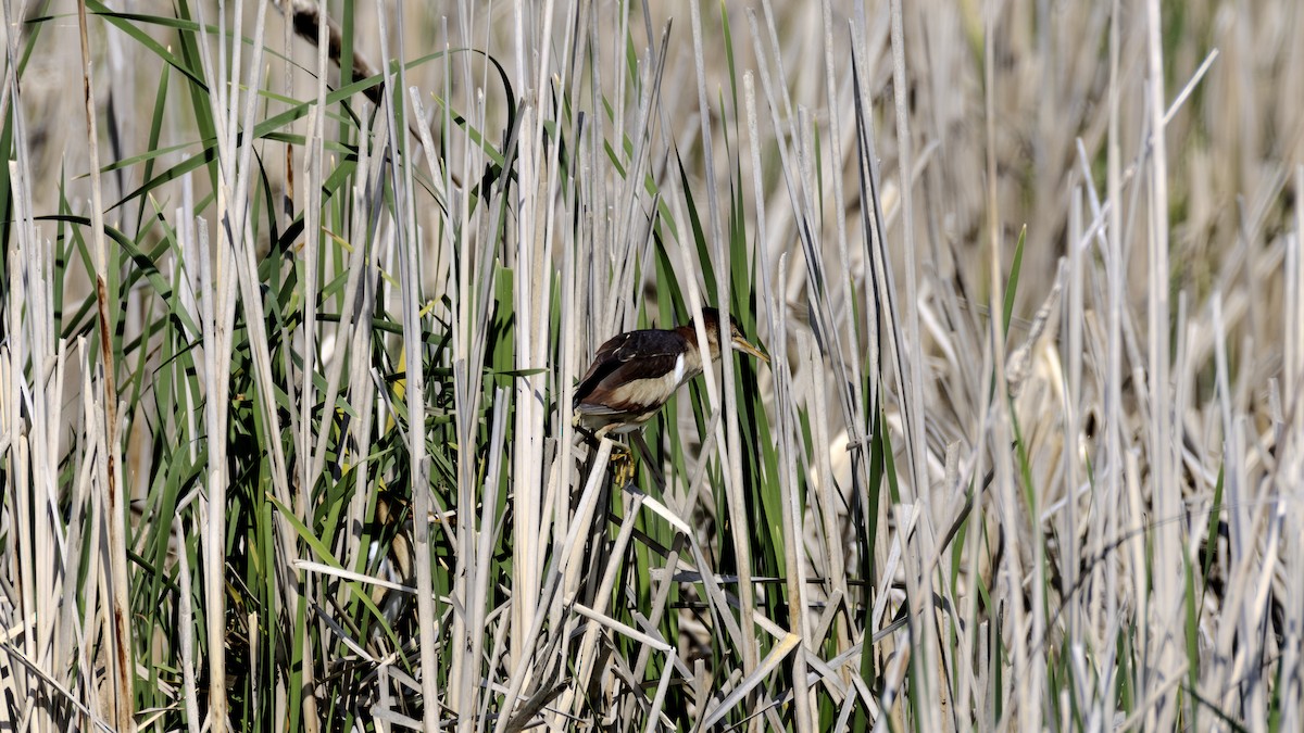 Least Bittern - ML637663935