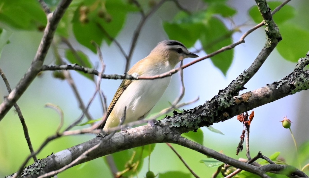 Red-eyed Vireo - ML637663969