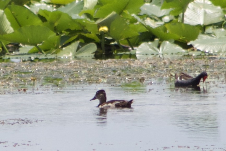anatidé sp. (canard barboteur sp.) - ML637664046