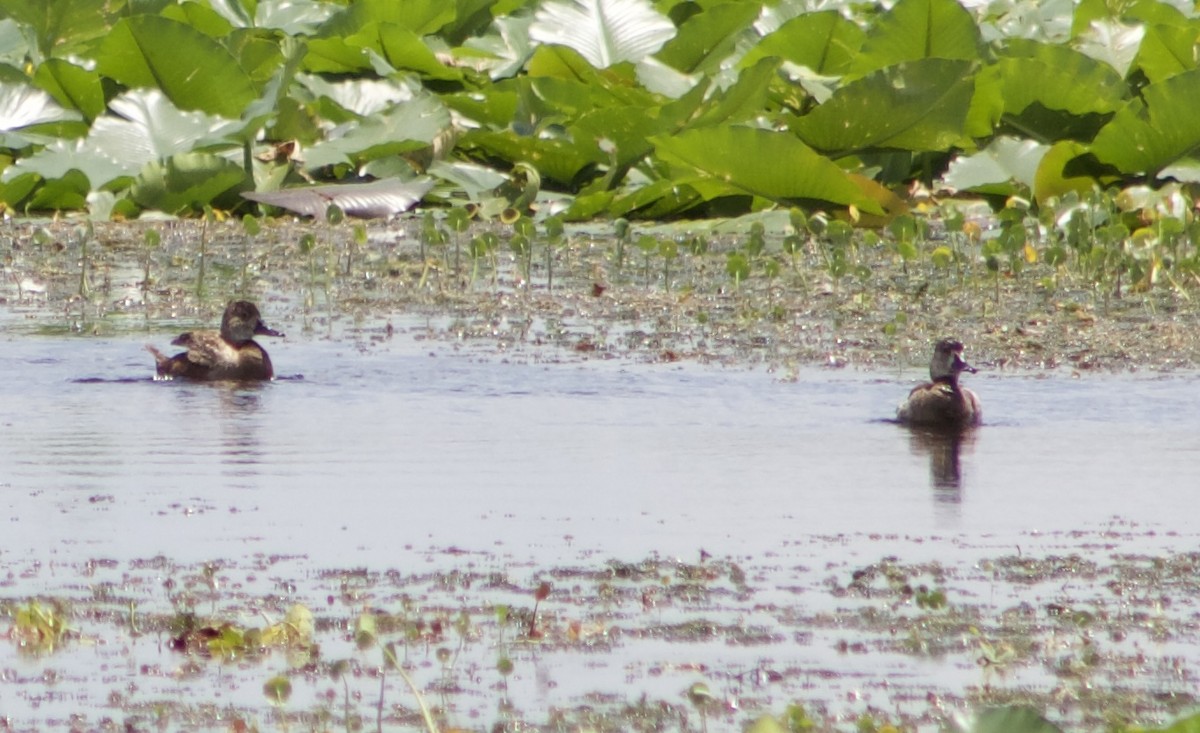 anatidé sp. (canard barboteur sp.) - ML637664048